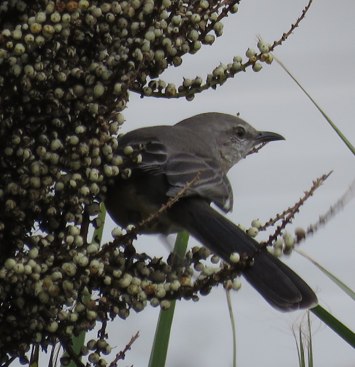Northern Mockingbird - ML349541731