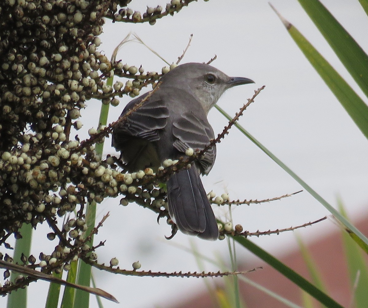 Northern Mockingbird - ML349541741