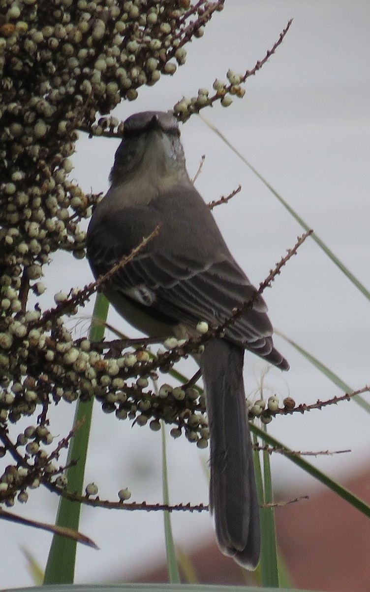 Northern Mockingbird - ML349541751