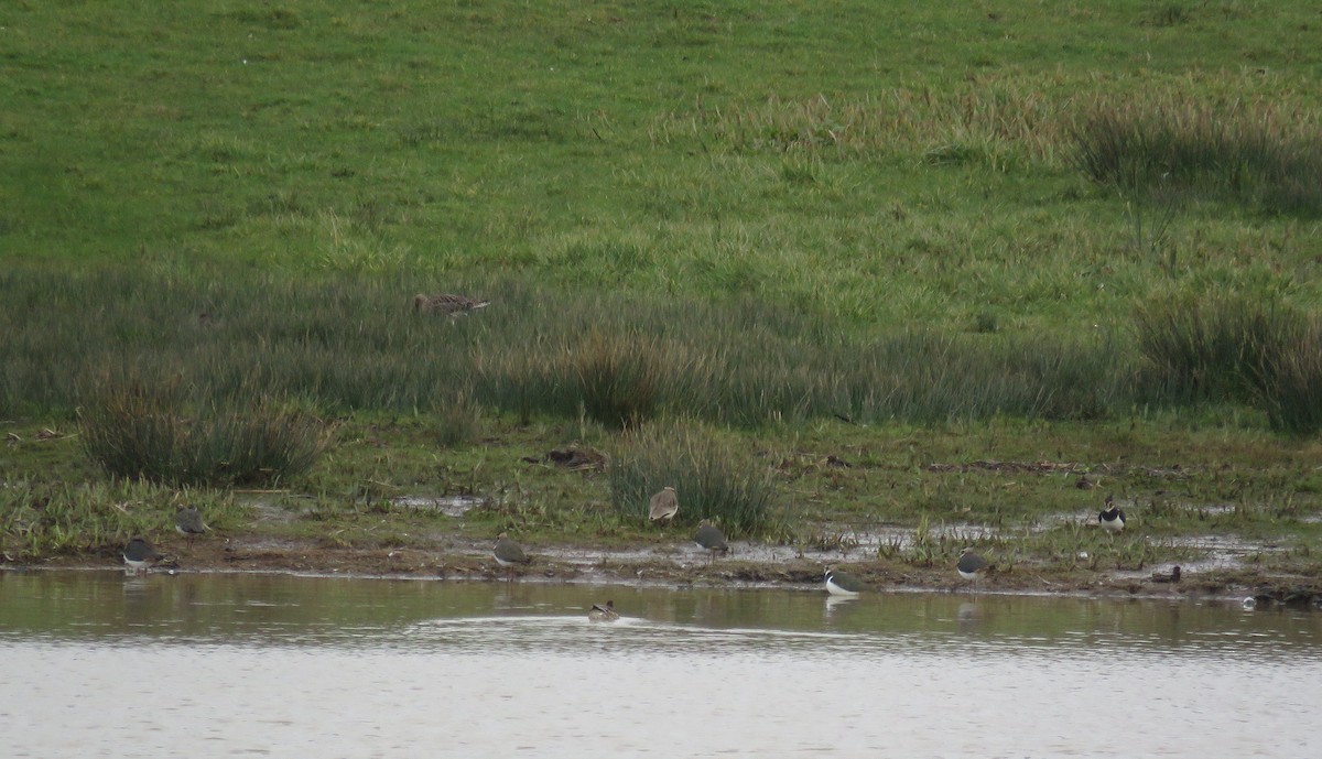 Sociable Lapwing - ML349541991