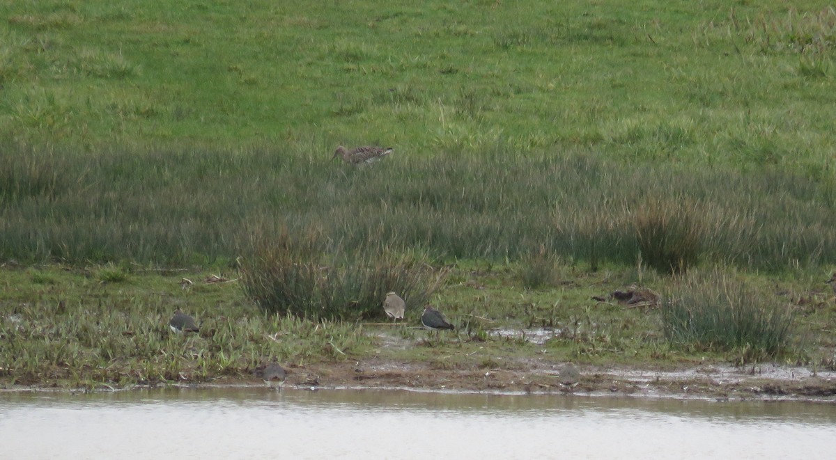Sociable Lapwing - ML349542001