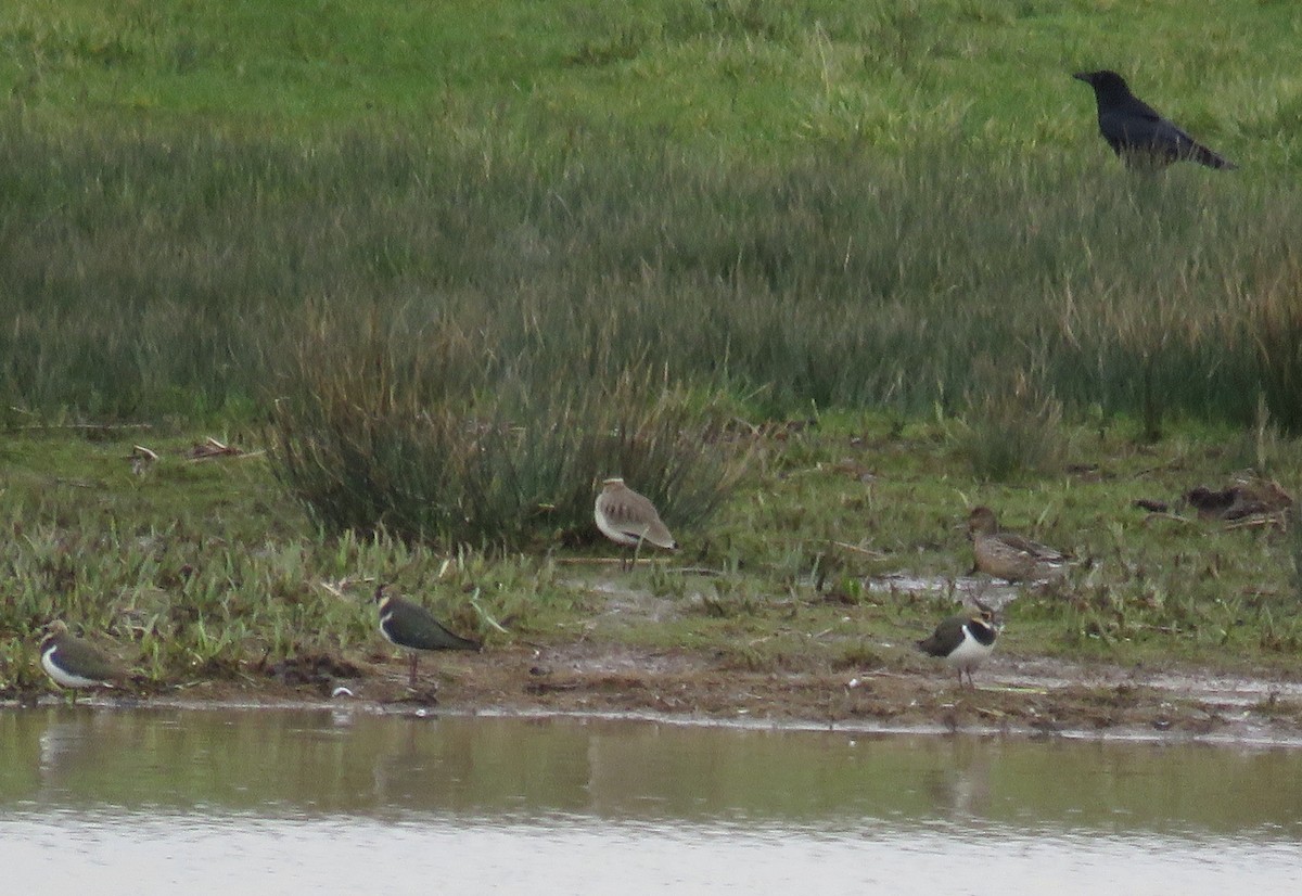 Sociable Lapwing - ML349542041