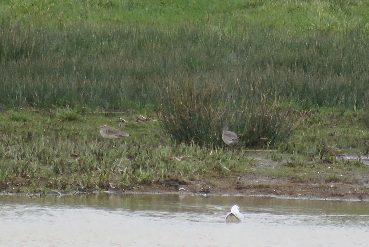 Sociable Lapwing - ML349542051