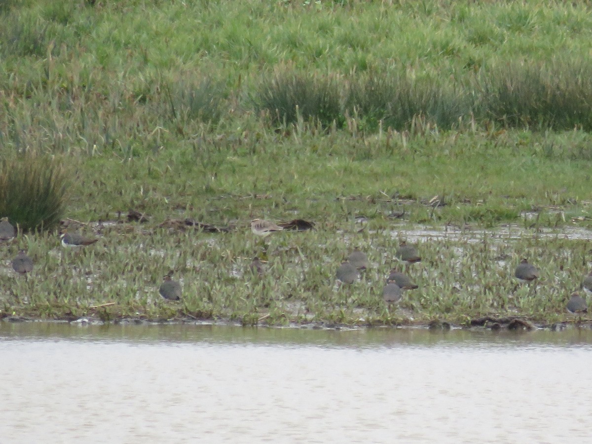 Sociable Lapwing - ML349542061