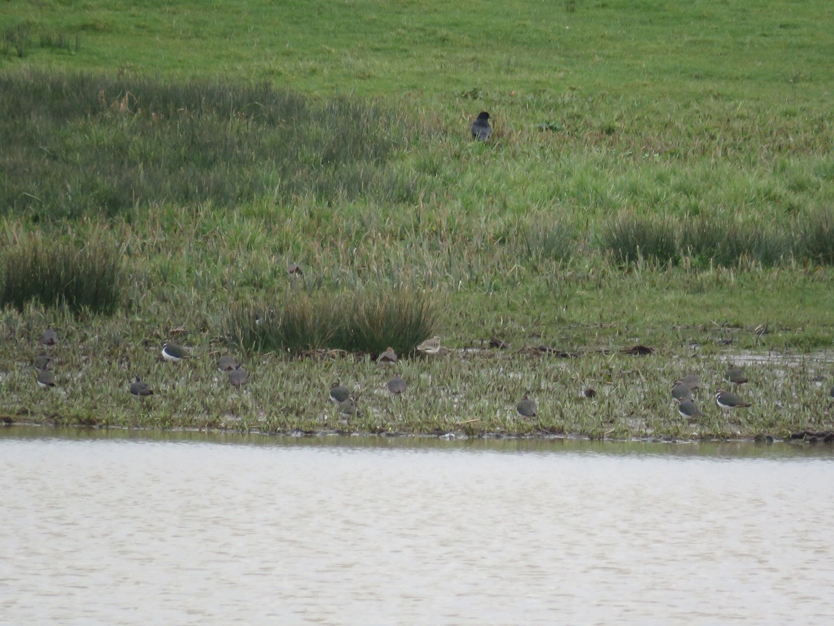 Sociable Lapwing - ML349542071