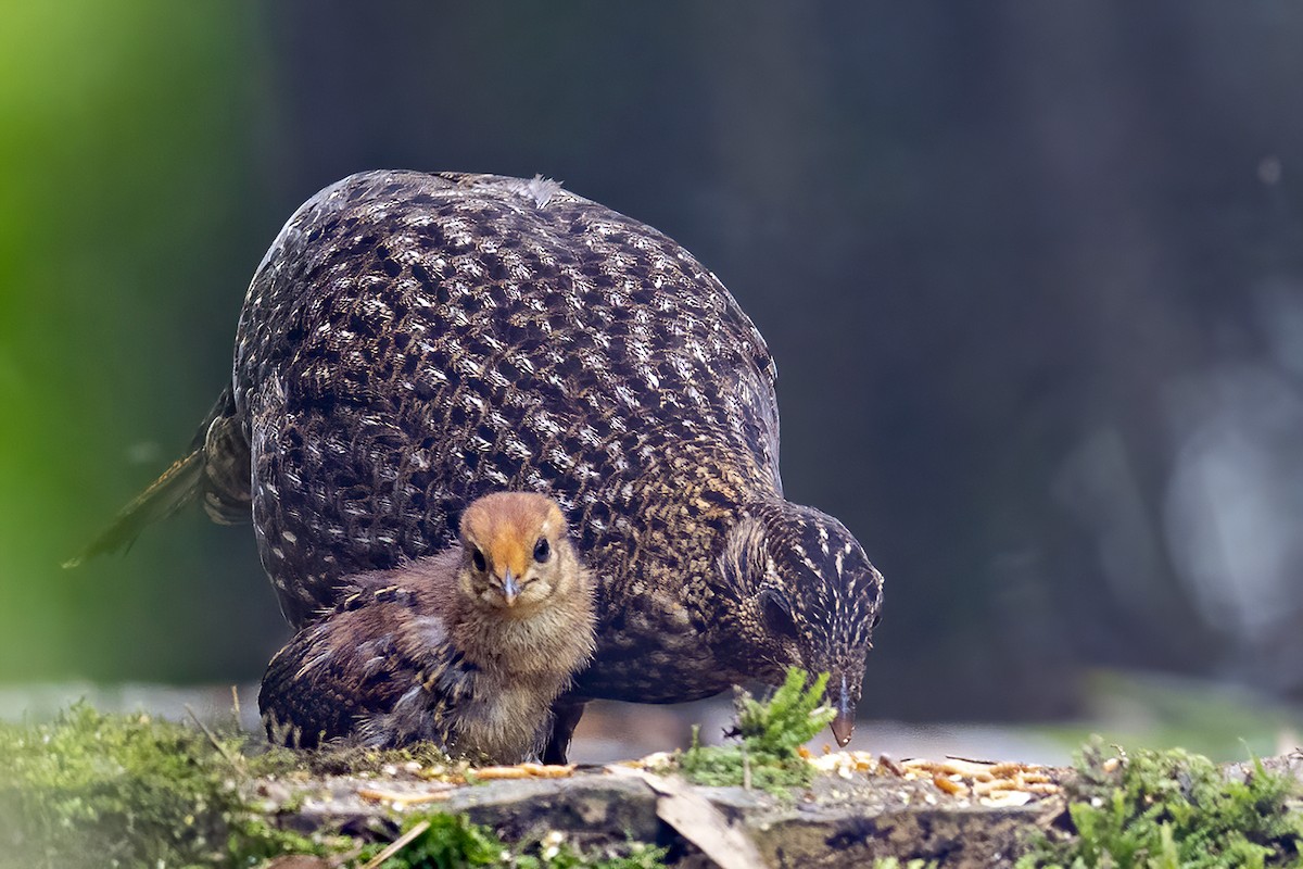 Temminck's Tragopan - Su Li