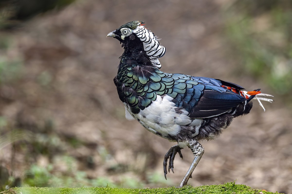 Lady Amherst's Pheasant - ML349542441