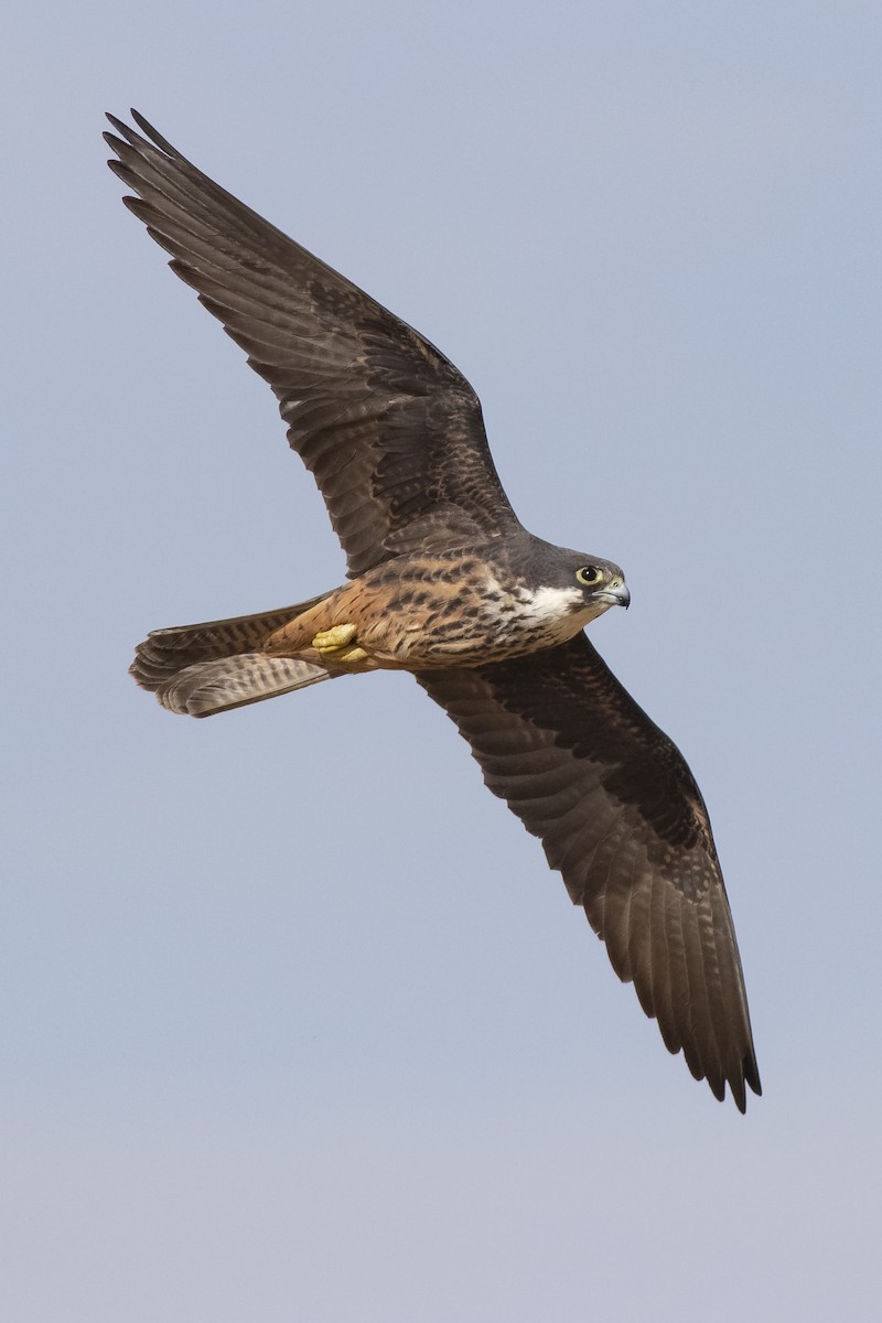 Eleonora's Falcon - ML349543681