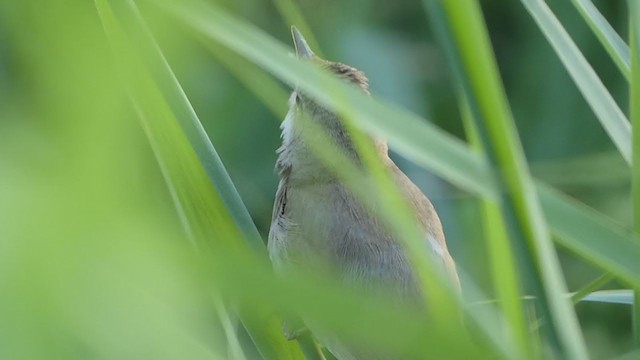 Blyth's Reed Warbler - ML349544501