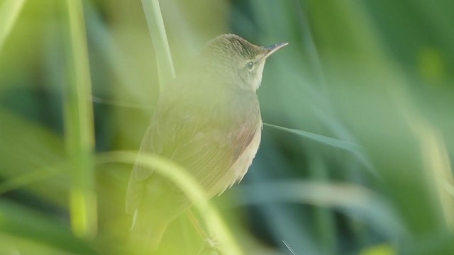 Blyth's Reed Warbler - ML349544621