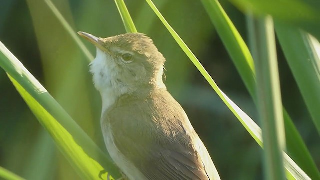 Blyth's Reed Warbler - ML349544891