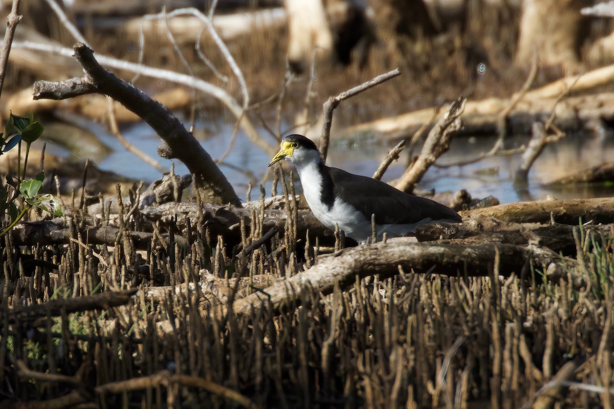 Masked Lapwing - ML349545521