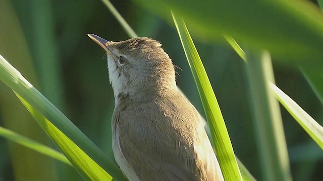 Blyth's Reed Warbler - ML349545561