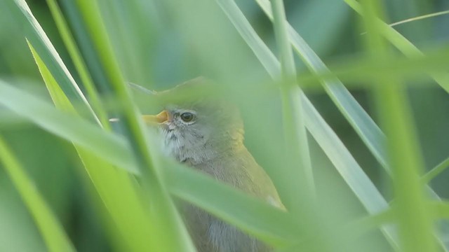 Blyth's Reed Warbler - ML349547301