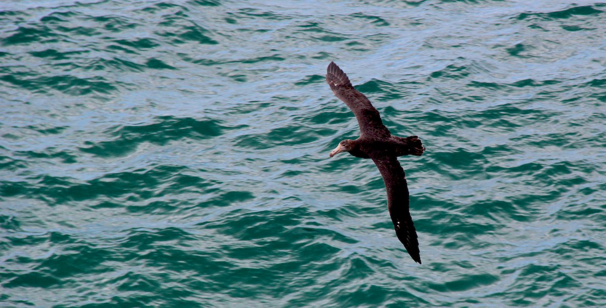 Northern Giant-Petrel - ML34954851