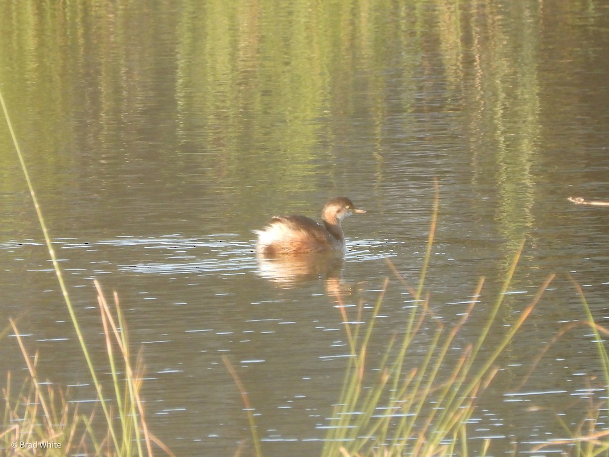 Australasian Grebe - ML349549011