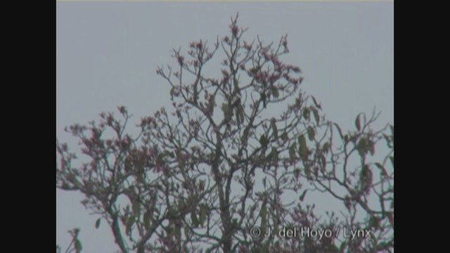 Bulbul Cabeciblanco - ML349550051