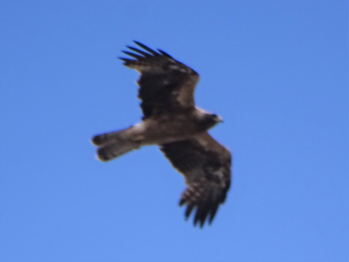 Booted Eagle - ML349550191