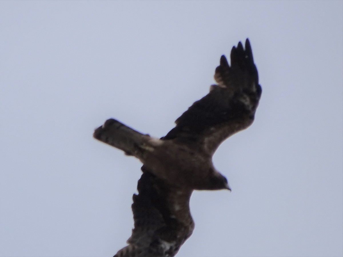 Booted Eagle - ML349550271