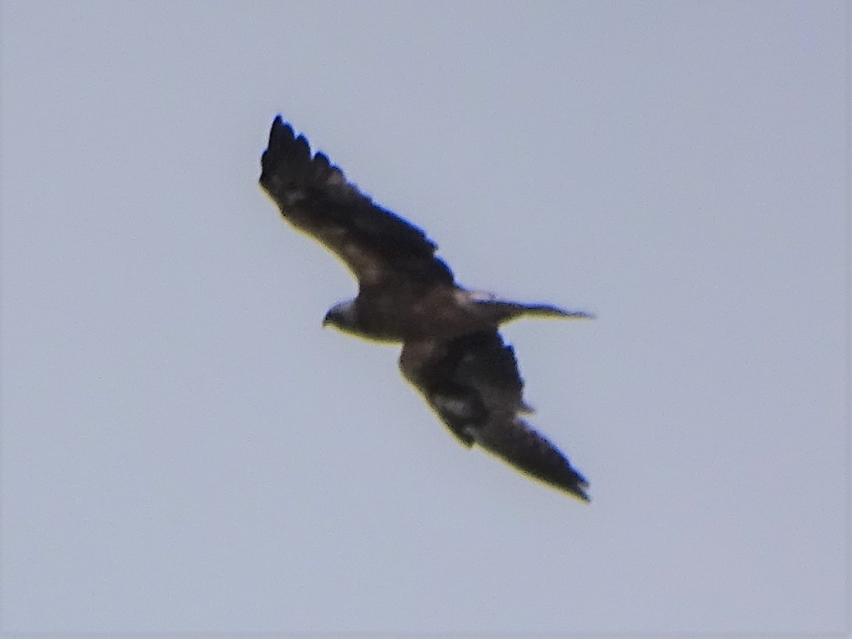 Booted Eagle - ML349550291