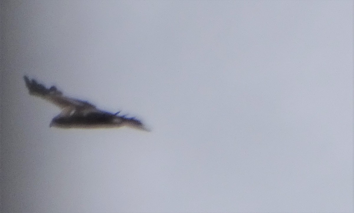 Booted Eagle - ML349550311