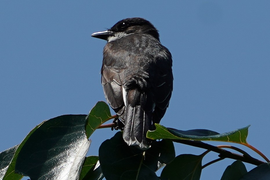 Eastern Kingbird - ML349550571