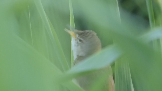 Blyth's Reed Warbler - ML349551811