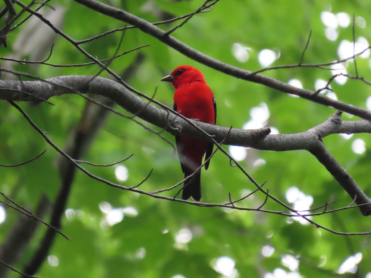 Scarlet Tanager - ML349551831