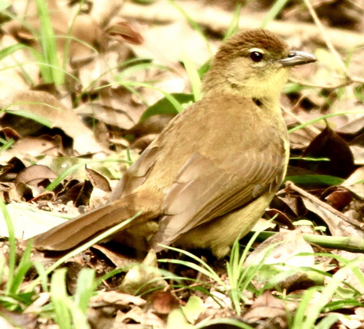 Yellow-bellied Greenbul - ML349553761