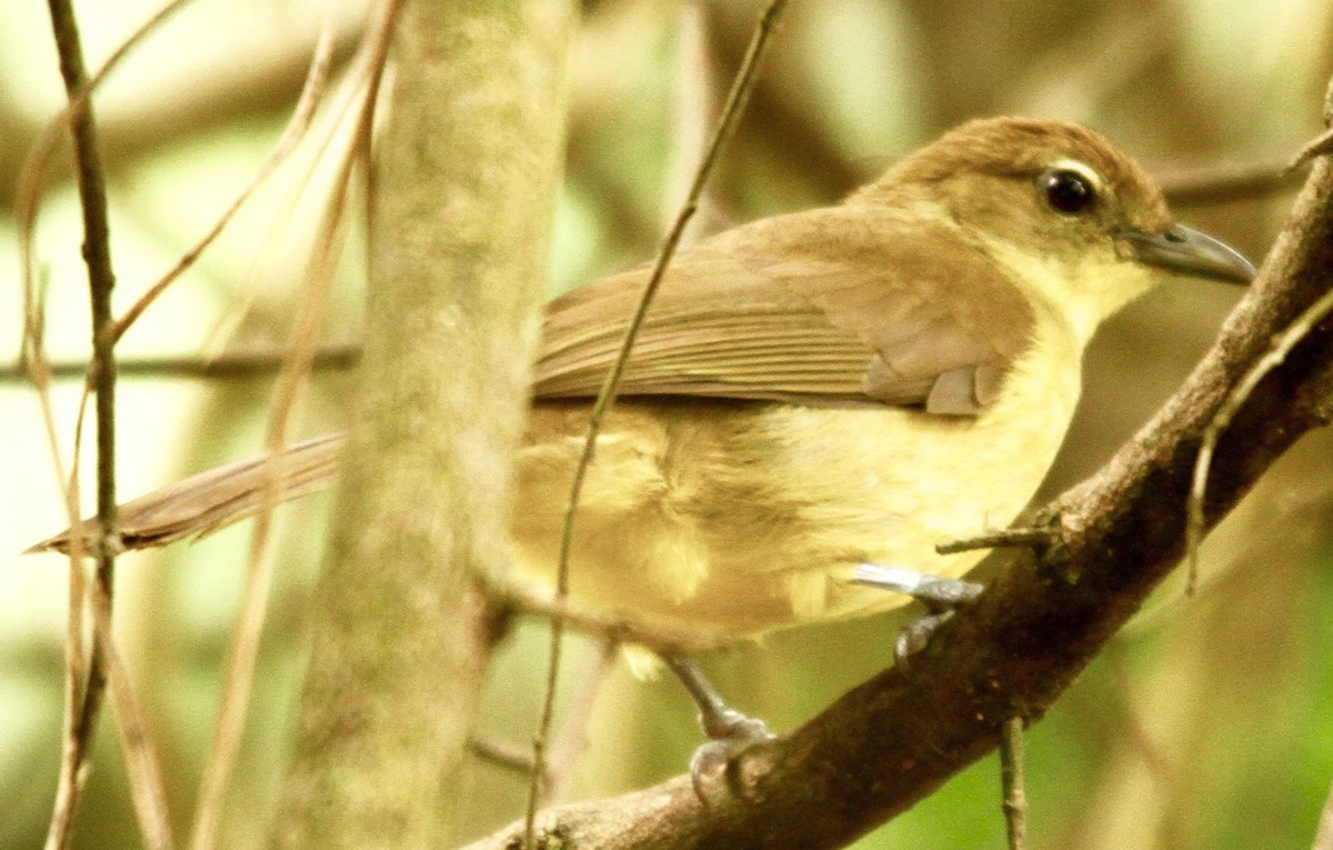 Yellow-bellied Greenbul - ML349553781