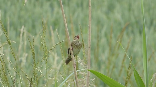 River Warbler - ML349553821