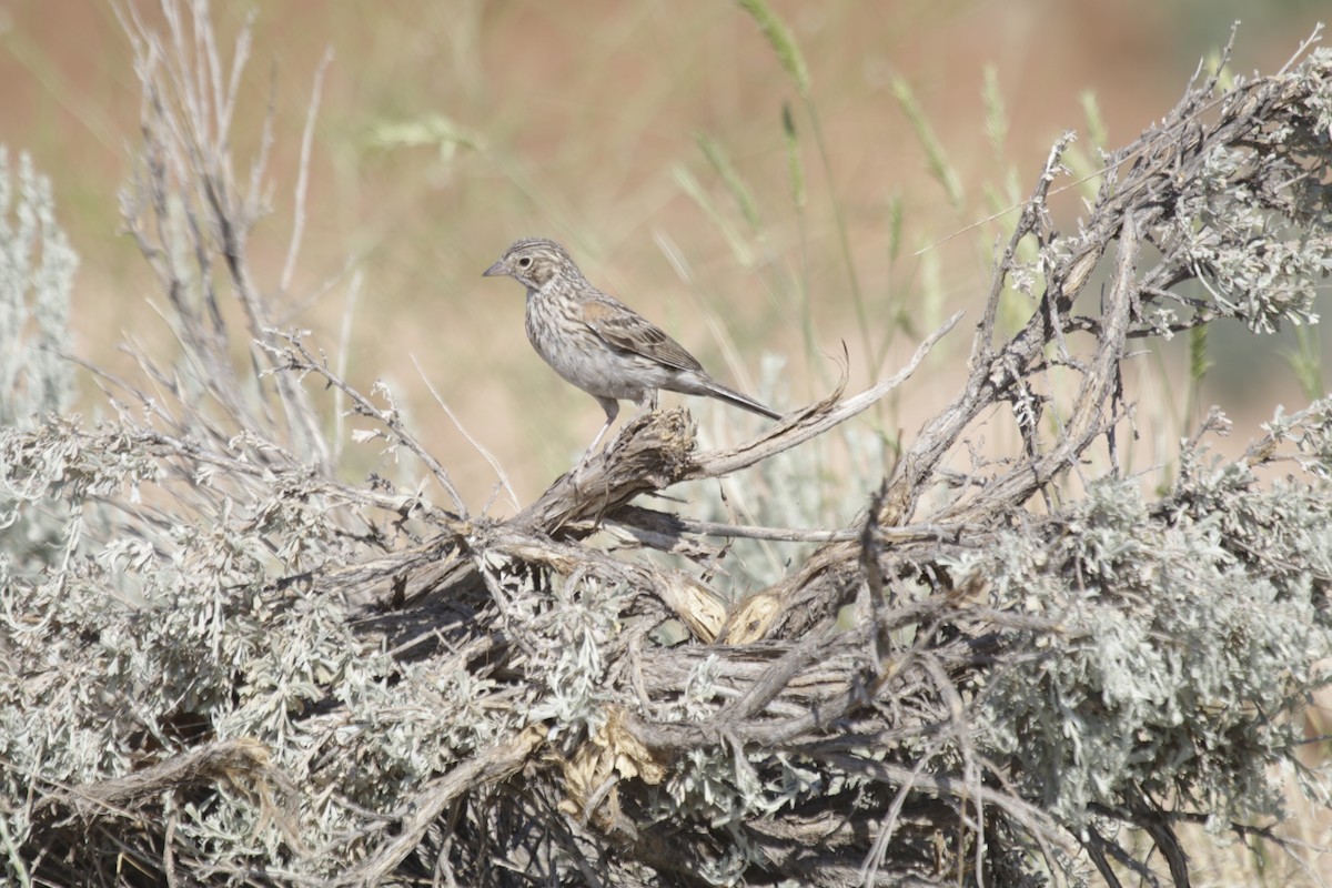 Vesper Sparrow - Doug Kibbe