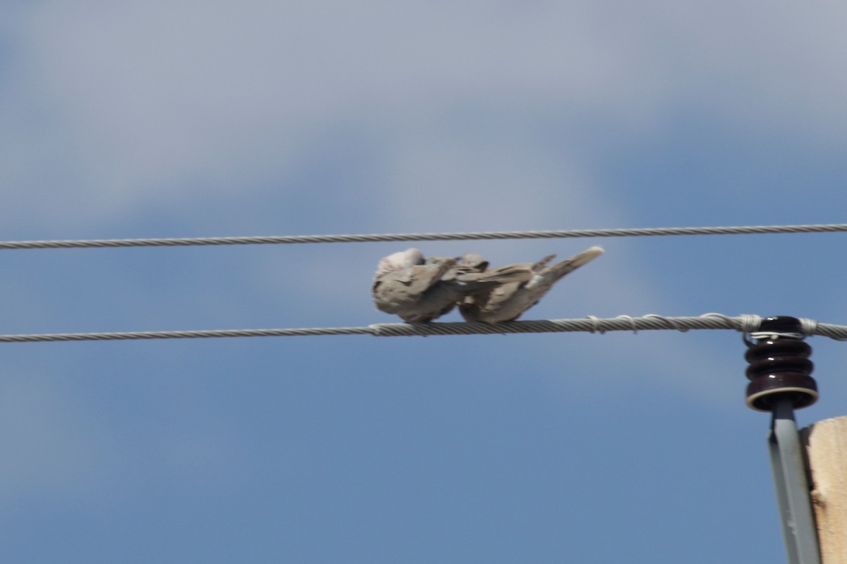 Eurasian Collared-Dove - ML349554961