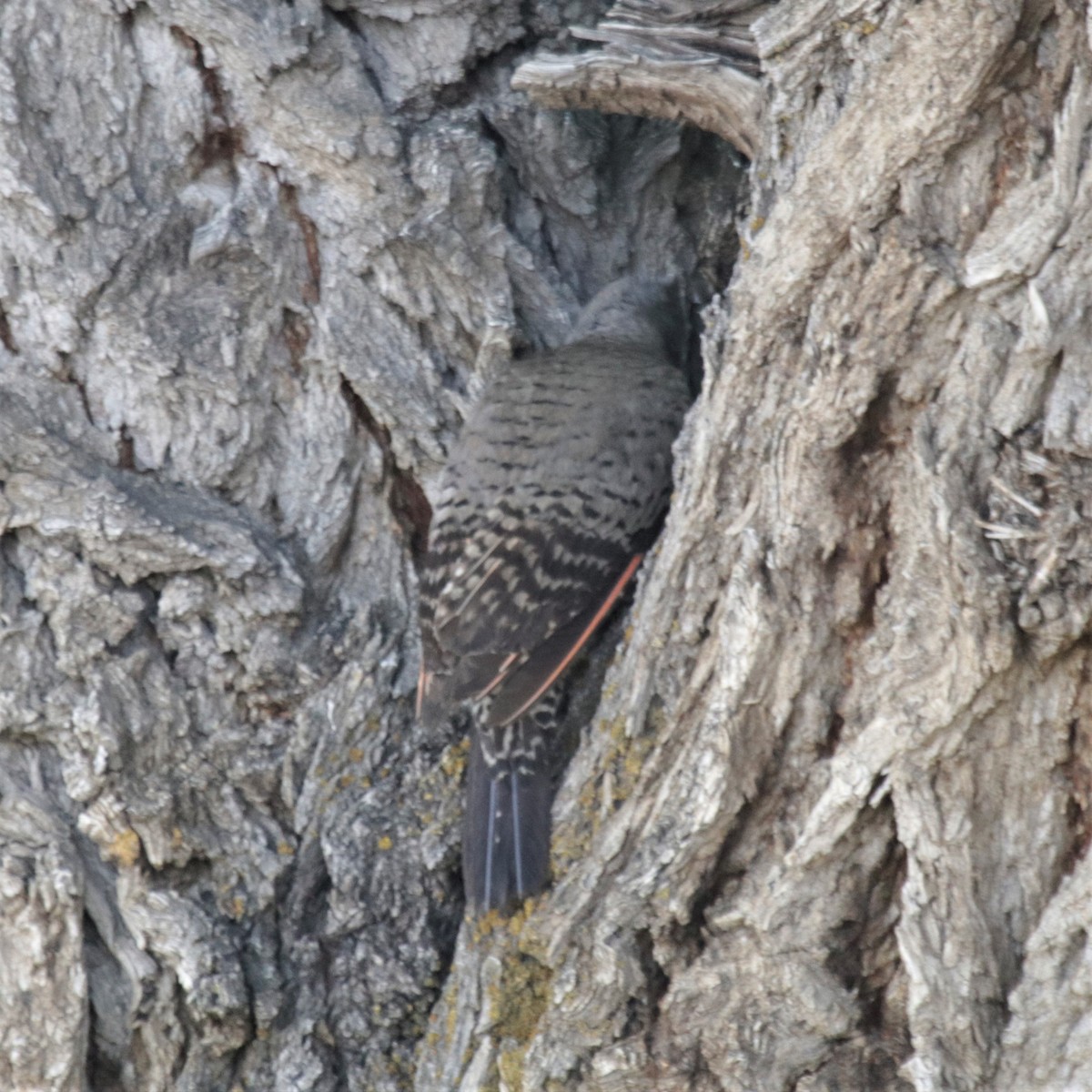Northern Flicker (Red-shafted) - Doug Kibbe