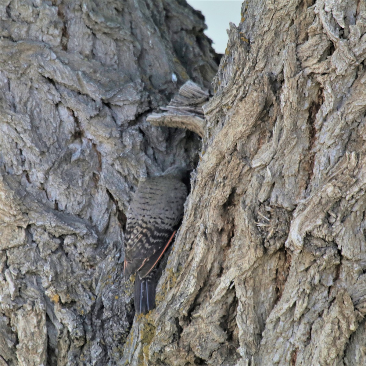 Northern Flicker (Red-shafted) - Doug Kibbe