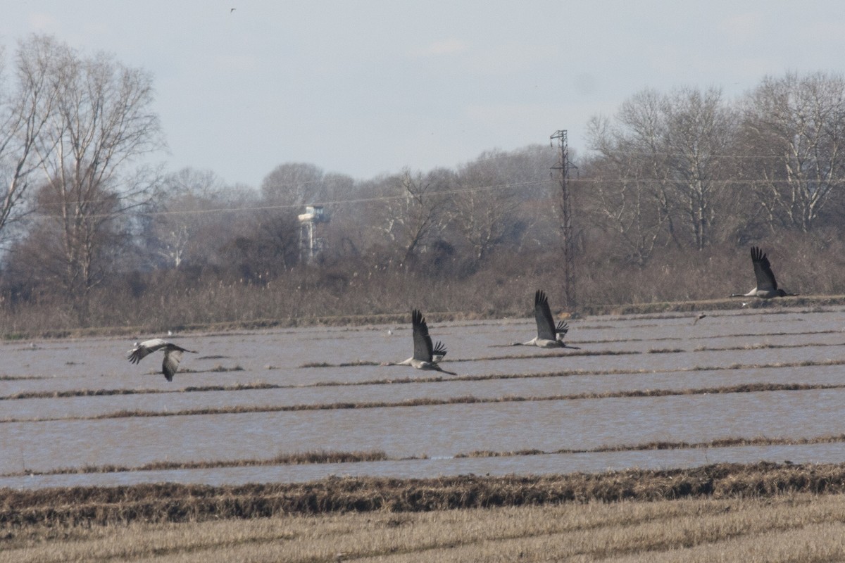 灰鶴 - ML349558071