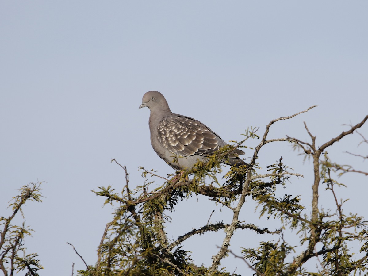 Pigeon tigré (maculosa) - ML349559471