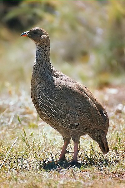 Cape Spurfowl - ML34955951