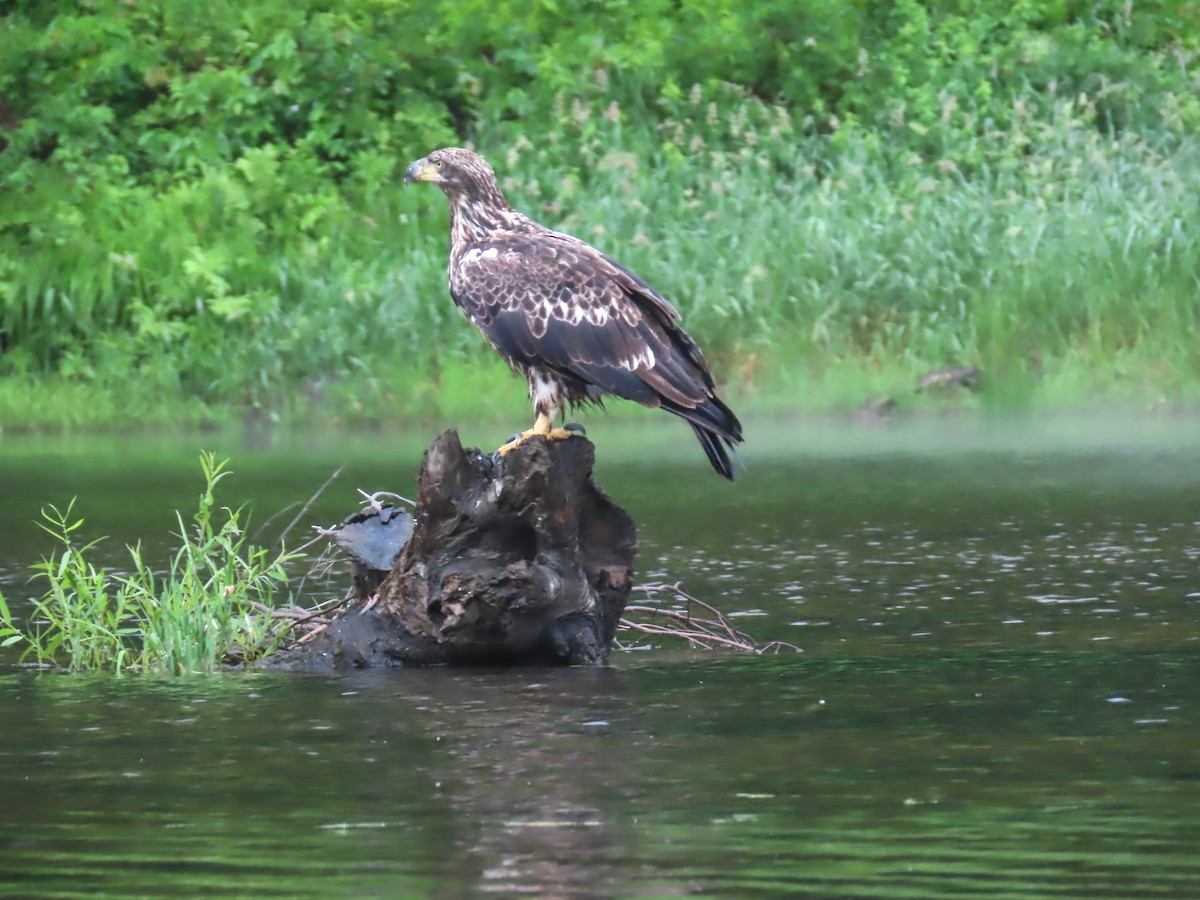 Bald Eagle - ML349559521