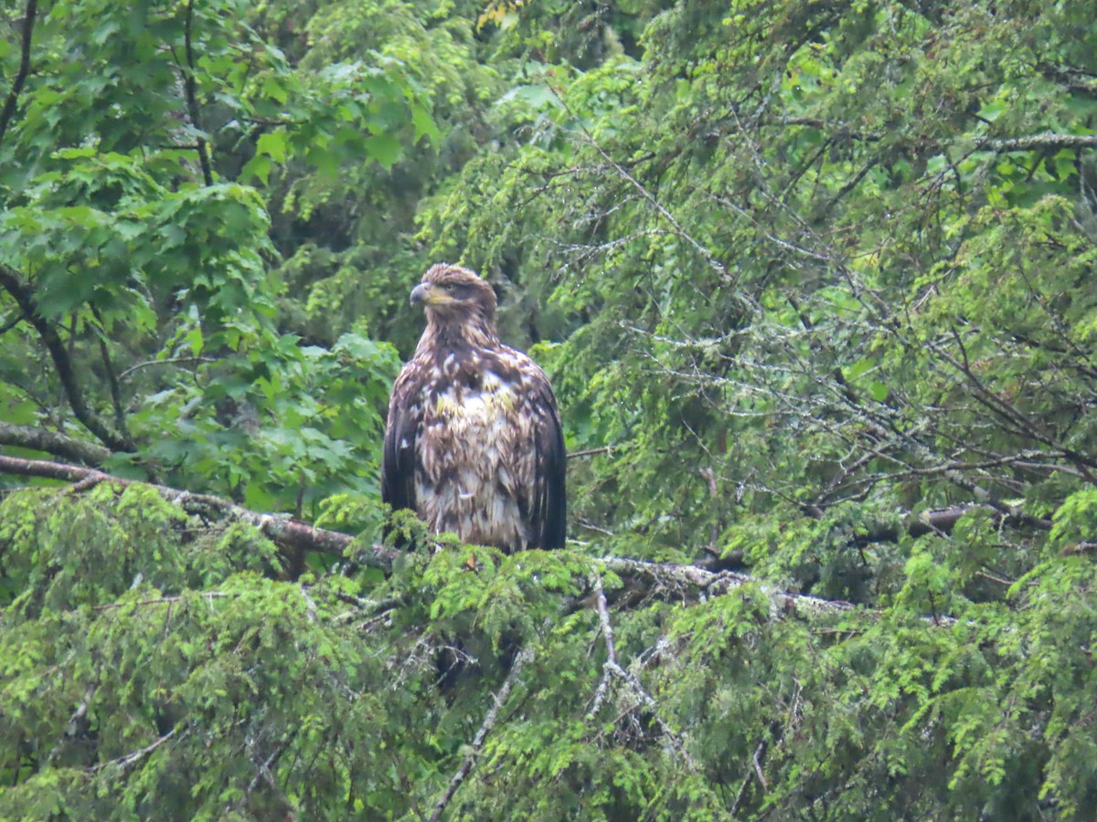 Bald Eagle - ML349559571