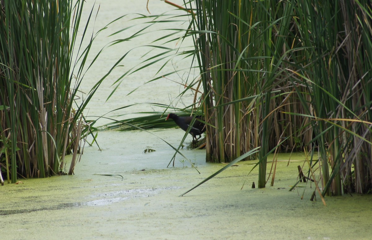 Common Gallinule - ML349560091