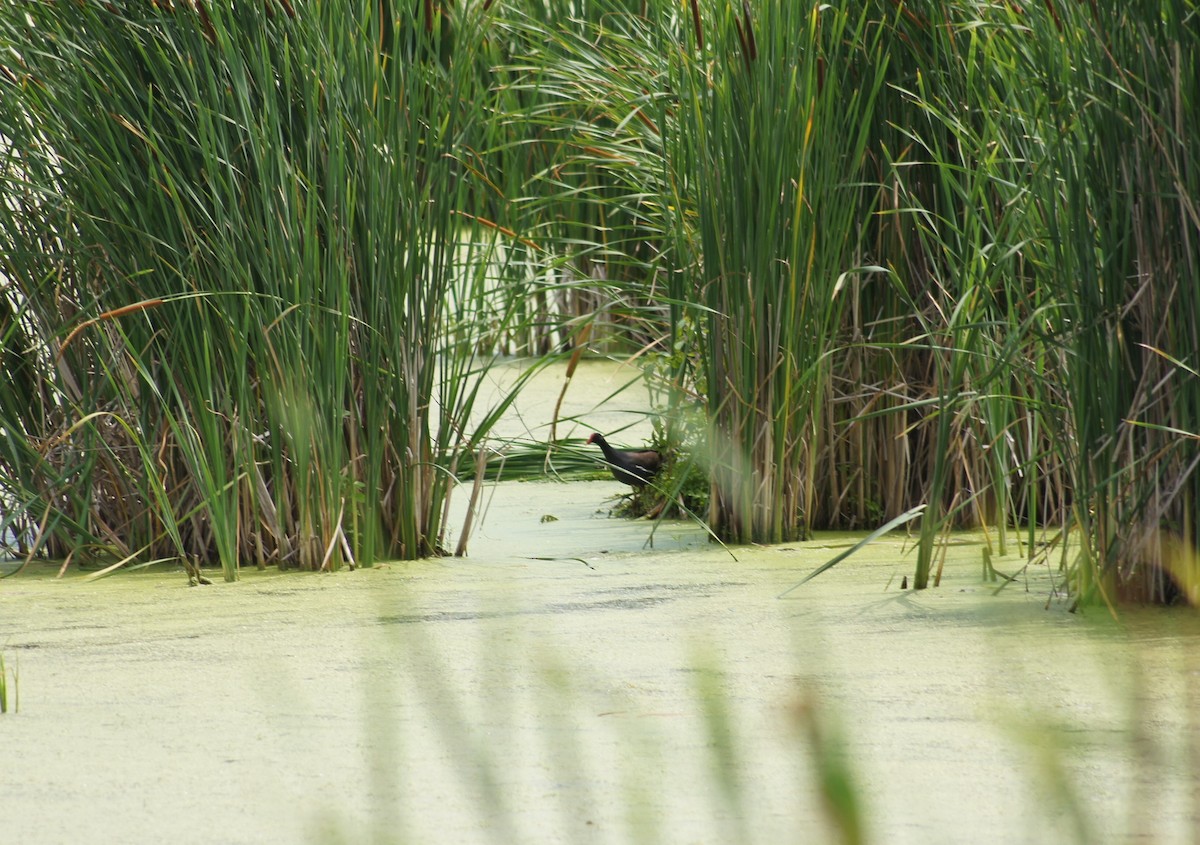 Common Gallinule - ML349560111