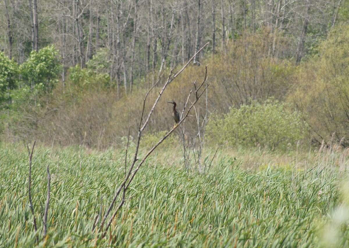 Green Heron - ML349560171