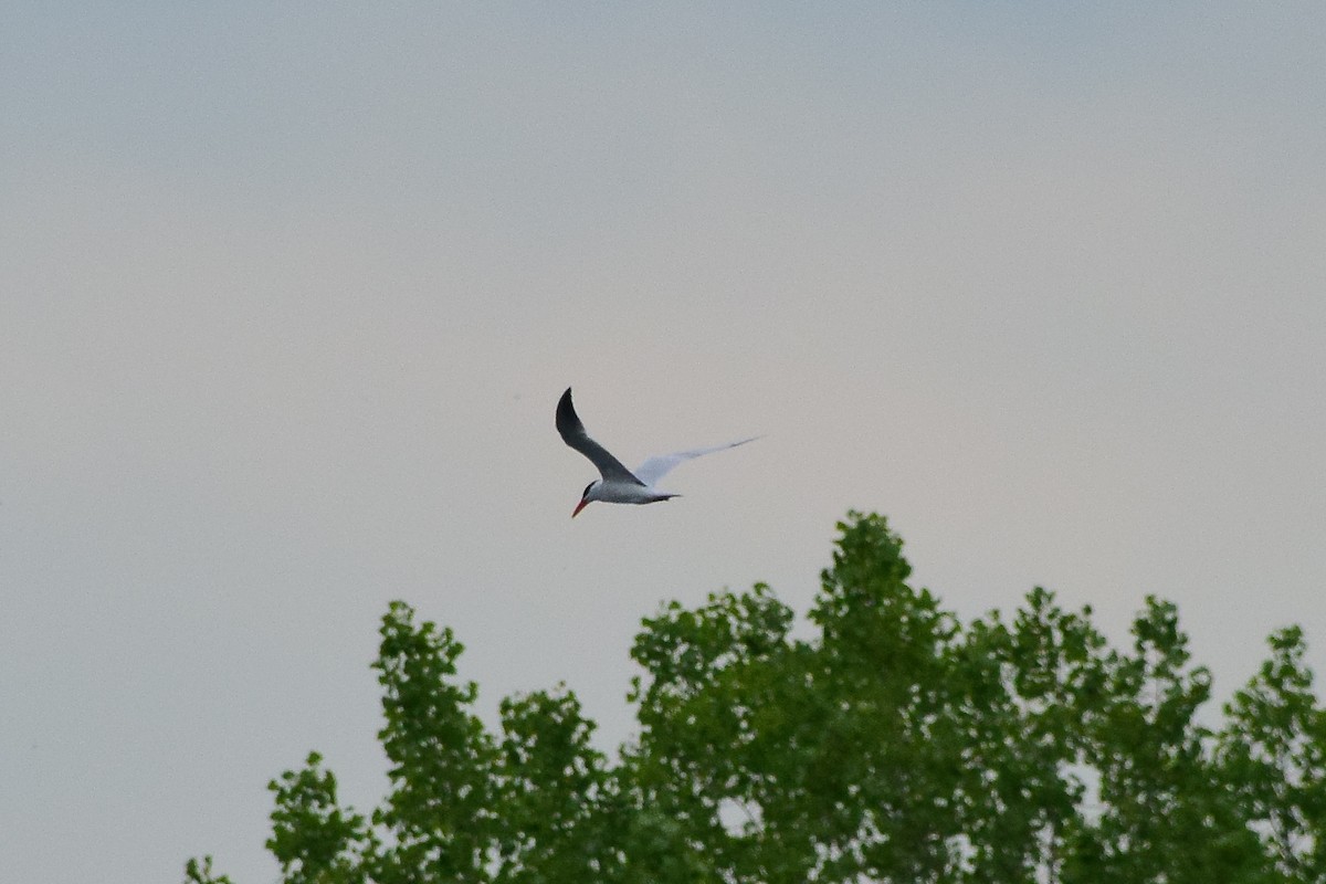 Caspian Tern - ML349560461