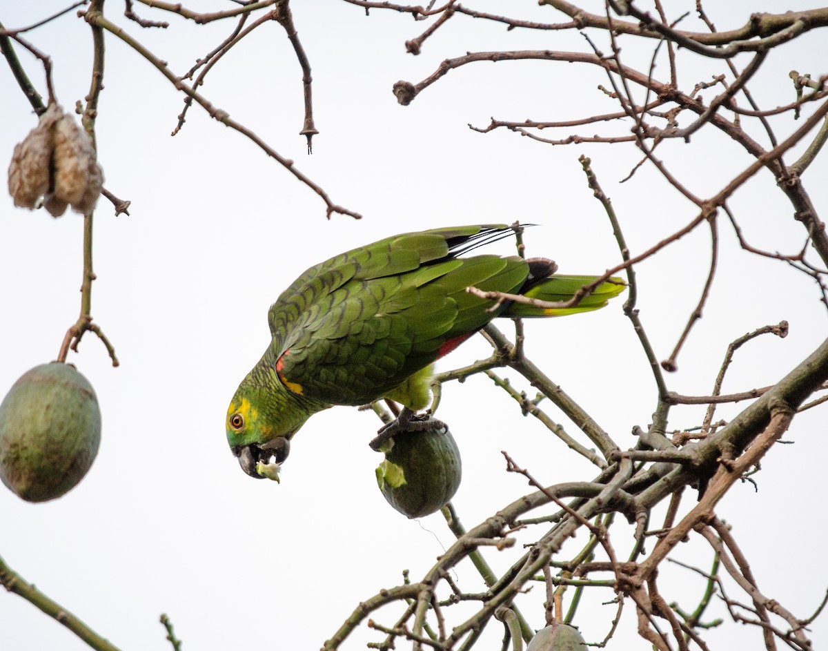 Turquoise-fronted Parrot - Iván Eroles