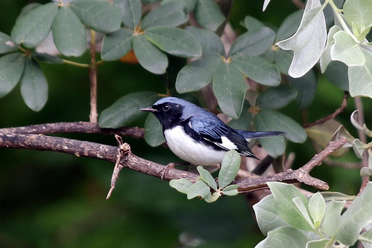 Black-throated Blue Warbler - char albury