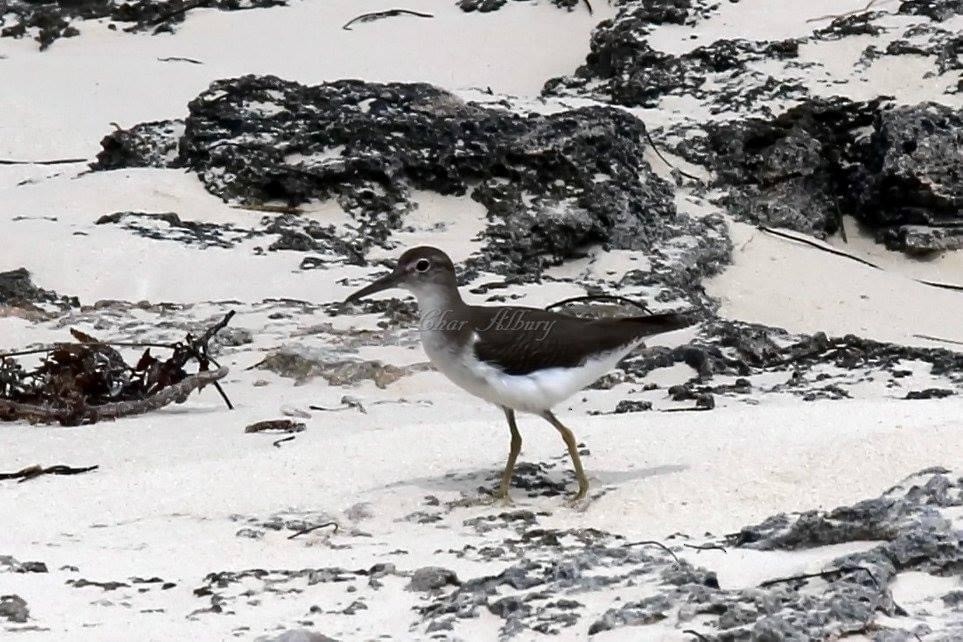 Spotted Sandpiper - char albury