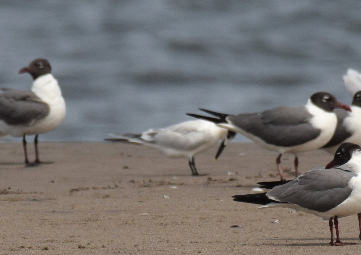 Sandwich Tern (Cabot's) - ML349564221