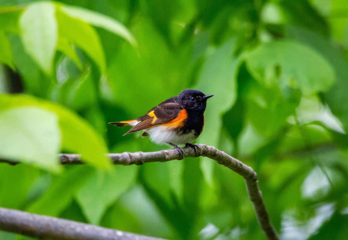 American Redstart - Trina Littlefield