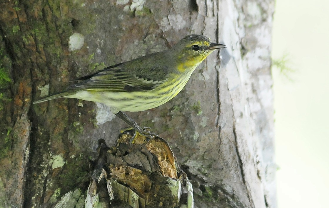 Cape May Warbler - ML34956601